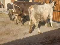 Kuh, Holstein-Rasse — Foto 5