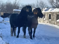 घोड़ा, Mugalzhar horse — फ़ोटो 5
