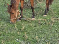 Stute, Azerbaijan horse — Foto 7