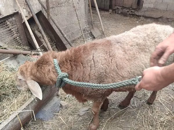Widder, Schafe