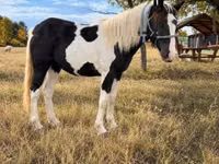 Yegua, Gypsy horse — foto 2