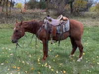 Caballo, Quarter Horse — foto 3