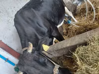 Kuh, Aberdeen-Angus — Foto 1