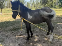 Mare, Australian Pony — photo 1
