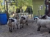 Widder, Shroshire sheep — Foto 5