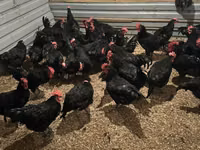 ऑस्ट्रेलॉर्प — फ़ोटो 2