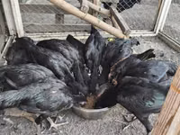 Chickens — الصورة 6