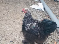 Brahma — foto 1