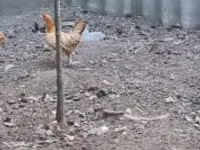 Chickens — الصورة 2
