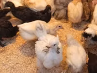 Chickens — Foto 2