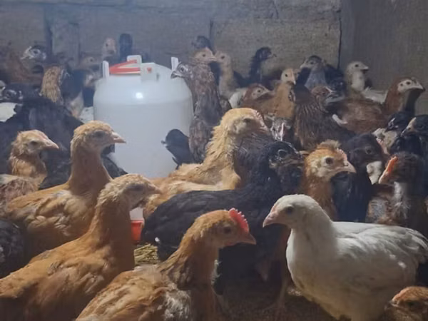 Chickens