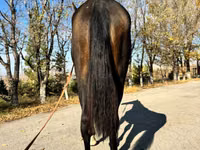 فرس, Akhal-Teke — الصورة 4