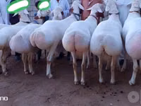 كبش, الأغنام — الصورة 2