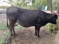Cow, Swiss cattle — photo 2