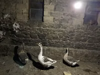 Geese — الصورة 1