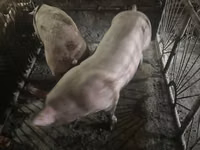 Boar, Pigs — photo 1