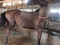فرس, Thoroughbred horse — الصورة 7