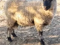 كبش, Shroshire sheep — الصورة 3