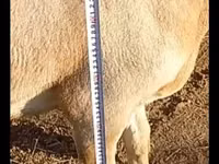 मेढ़ा, Arashan sheep — फ़ोटो 3