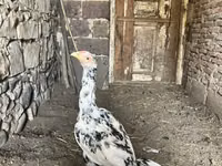Chickens — फ़ोटो 2