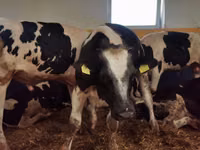 ثور, Simmental cattle — الصورة 5