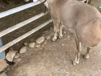 كبش, Rhon sheep — الصورة 6
