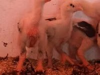 Chickens — Foto 8