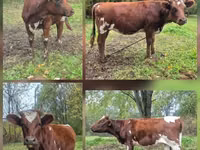 Cow, Ayrshire — photo 1