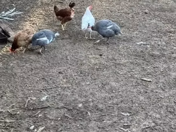 Guinea fowl