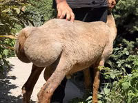 Oveja, Jaidara sheep — foto 4