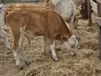 Bulle, Simmental cattle — Foto 7