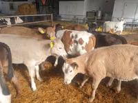 ثور, Simmental cattle — الصورة 1