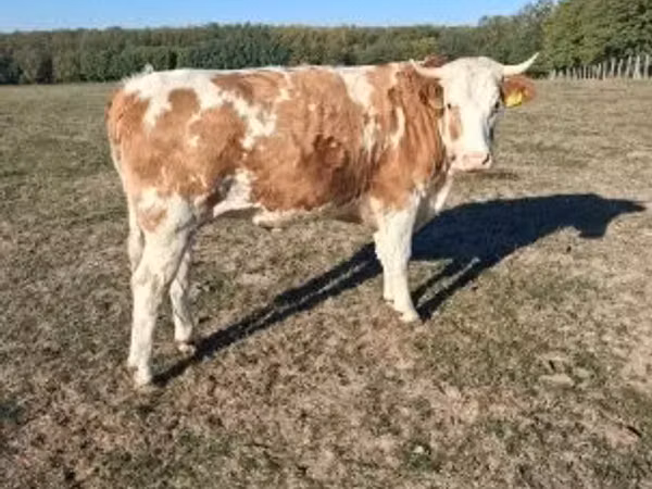 Vaca, French Simmental cattle