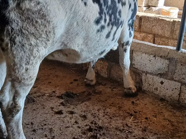 गाय, गोलस्टीन नस्ल