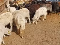 Oveja, Racka sheep — foto 3
