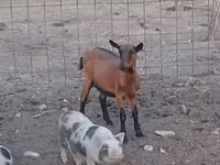 Ziege, Alpine goat — Foto 1