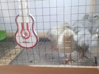 ليغهورن — الصورة 3