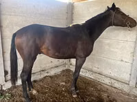 Mare, Friesian sport horse — photo 1