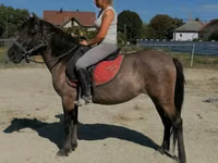 घोड़ी, Polish pony — फ़ोटो 3