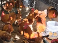इंडियन गेम — फ़ोटो 1