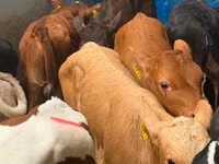 मवेशी (लॉट, लिंग निर्दिष्ट नहीं), Simmental cattle — फ़ोटो 1