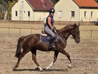 Stute, Hungarian horse breed — Foto 2