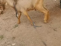 Billy Goat, Goats — photo 5