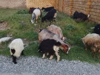 Sheep (batch, sex not specified), Sheep — photo 2