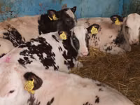 Cattle (batch, sex not specified), Simmental cattle — photo 6