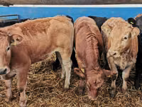 Bovinos (lote, sexo no especificado), Vaca Limousin — foto 7