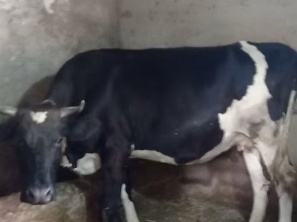 गाय, Russian Black pied cattle
