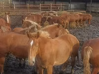 Horses (batch, sex not specified), New Altai Horse — photo 8