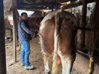 सांड, Simmental cattle — फ़ोटो 2