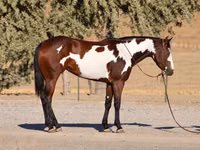 فرس, National Show Horse — الصورة 2